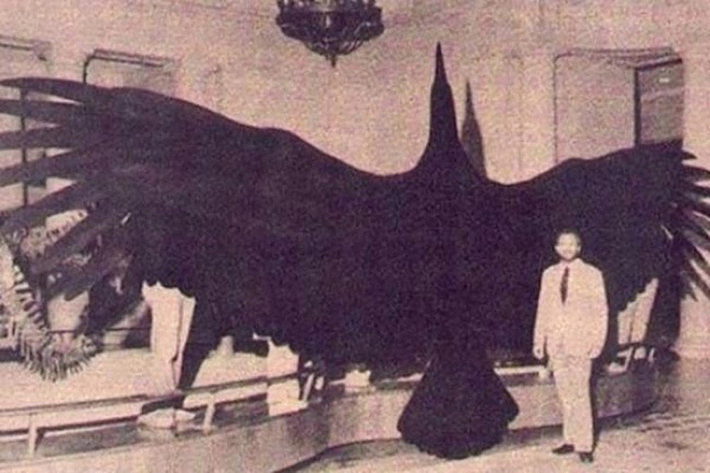 არგენტავისი - შეიძლება ეს იყო ყველაზე დიდი ფრინველი, რომელიც ოდესმე დედამიწაზე არსებობდა